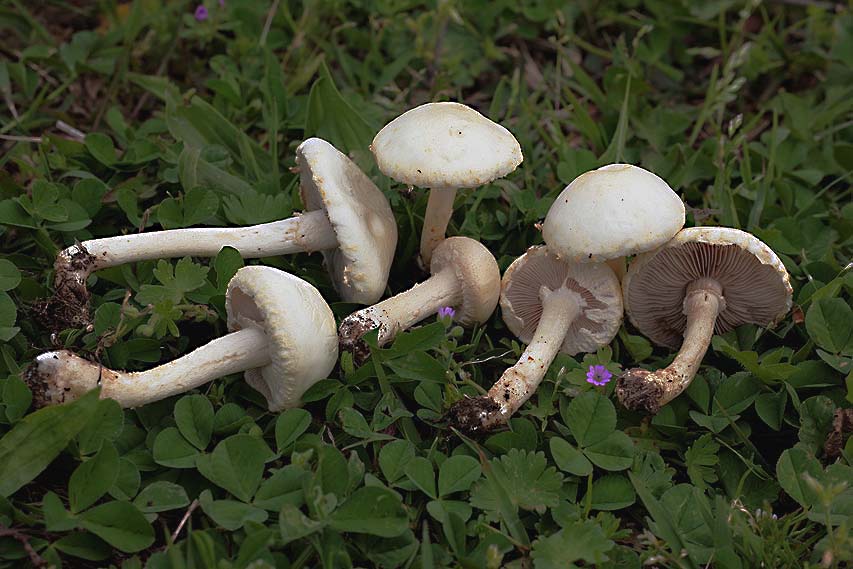 Leucoagaricus da determinare (cfr. Agrocybe molesta)